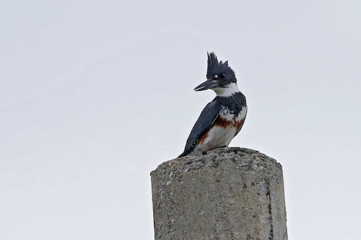 Belted Kingfisher - Charley Hesse TROPICAL BIRDING
