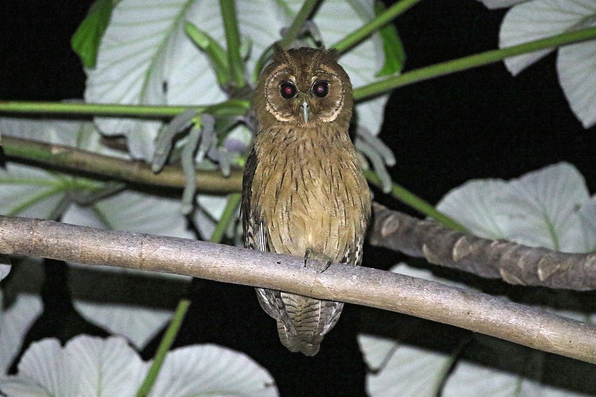 Jamaican Owl - ML82274351