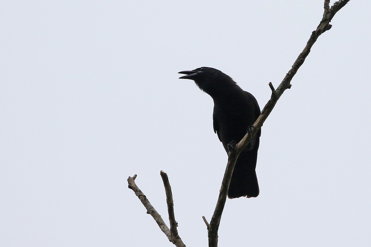 Jamaican Crow - ML82274911