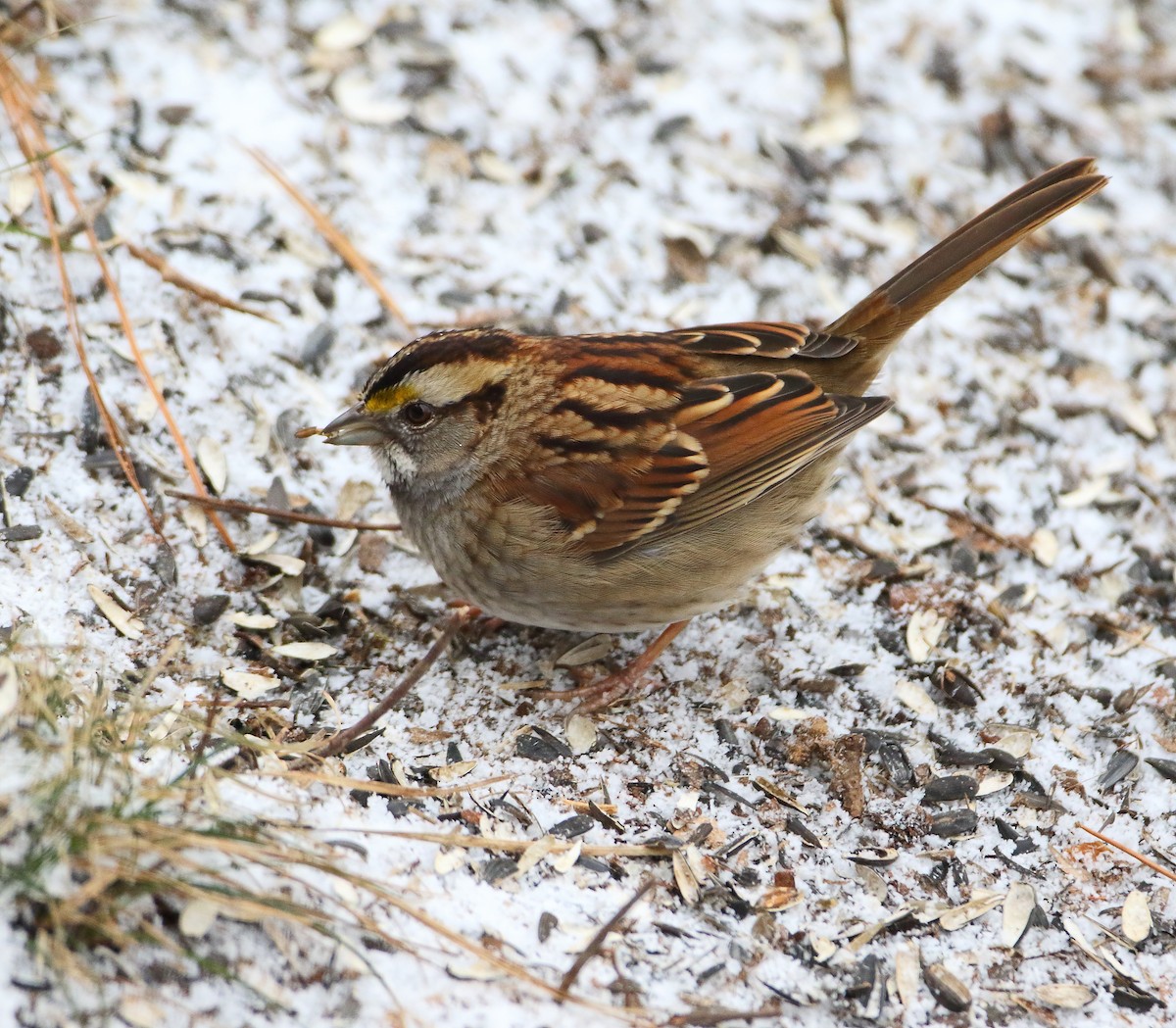 White-throated Sparrow - ML82280901