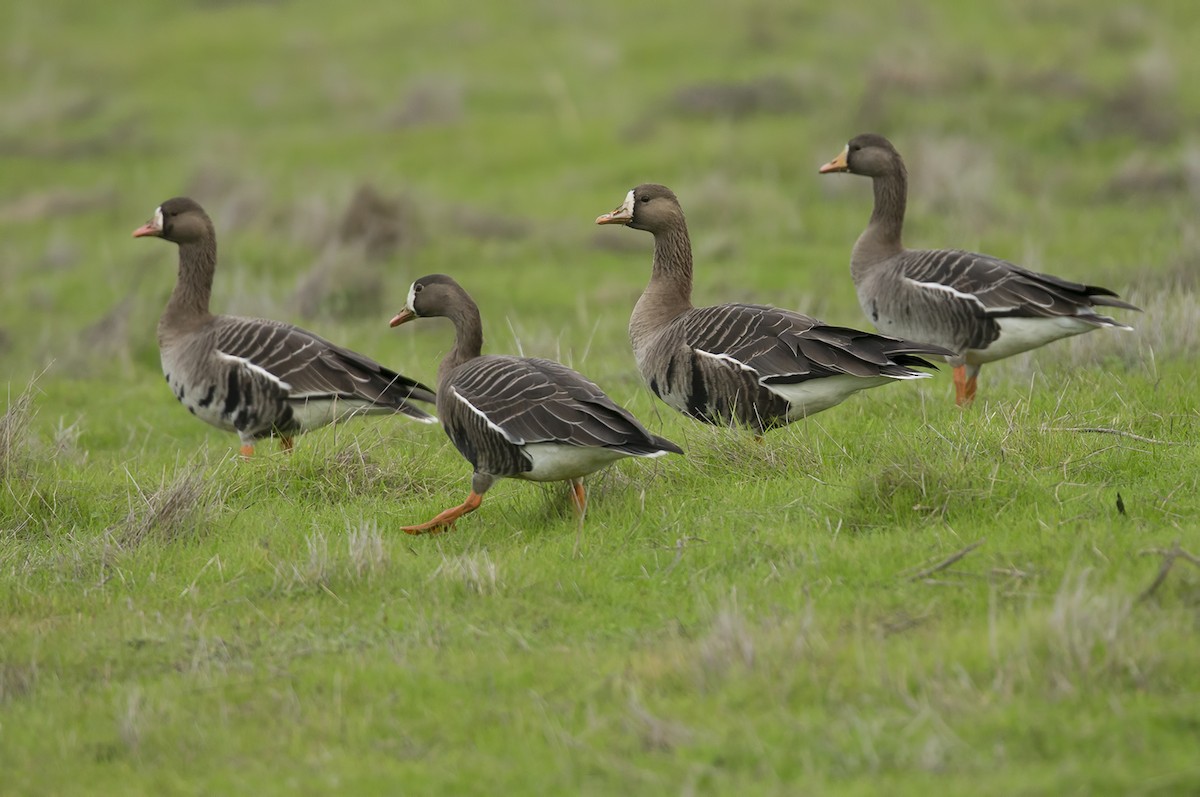 Greater White-fronted Goose - Gail  West