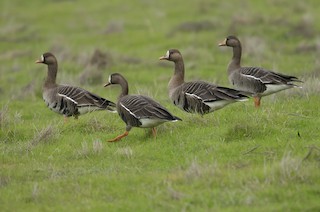 Greater White-fronted Goose, ML82282101