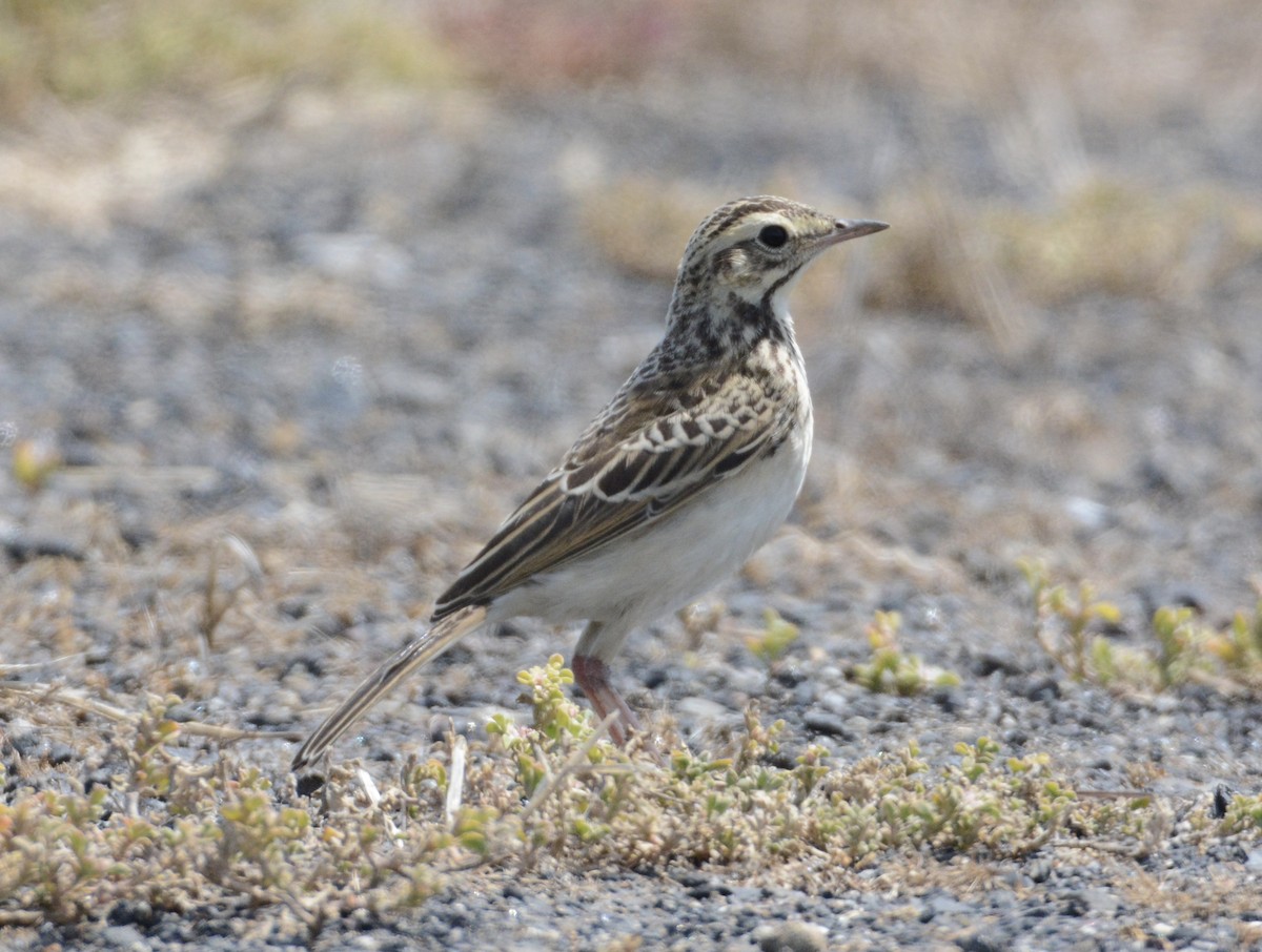 African Pipit - Taylor Abbott
