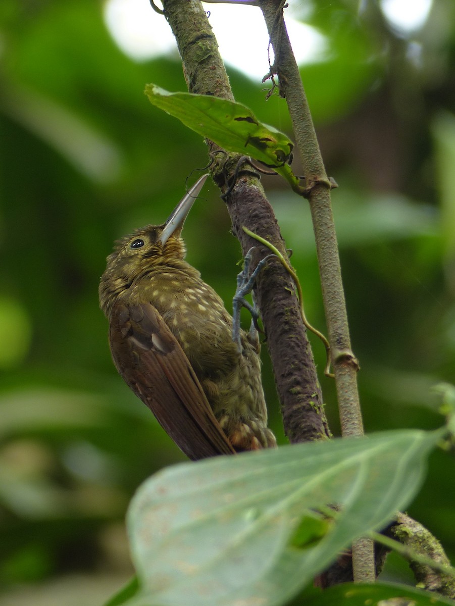 Spotted Woodcreeper - Libby Megna
