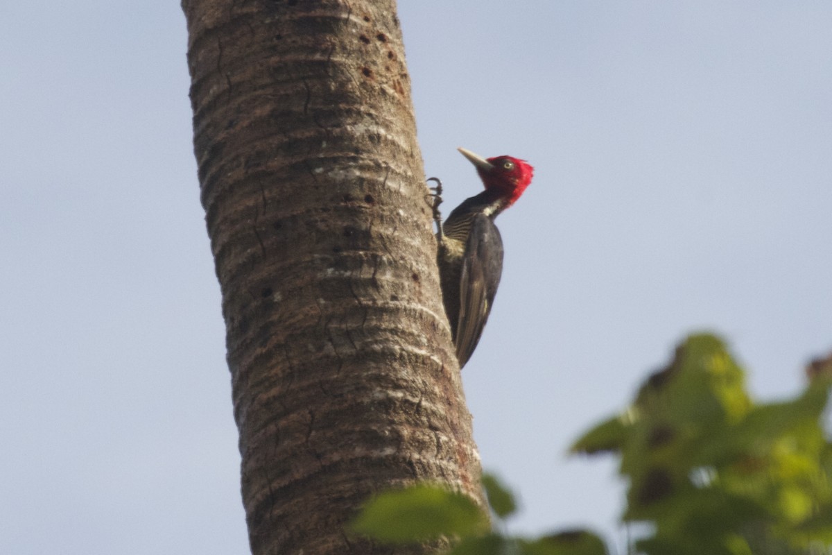 Pale-billed Woodpecker - Ramón Fernández Francés