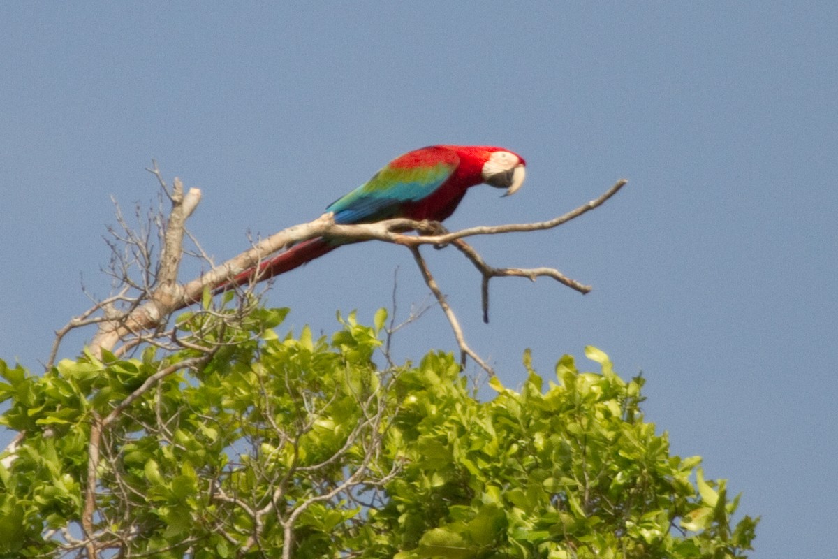 Red-and-green Macaw - ML82283671
