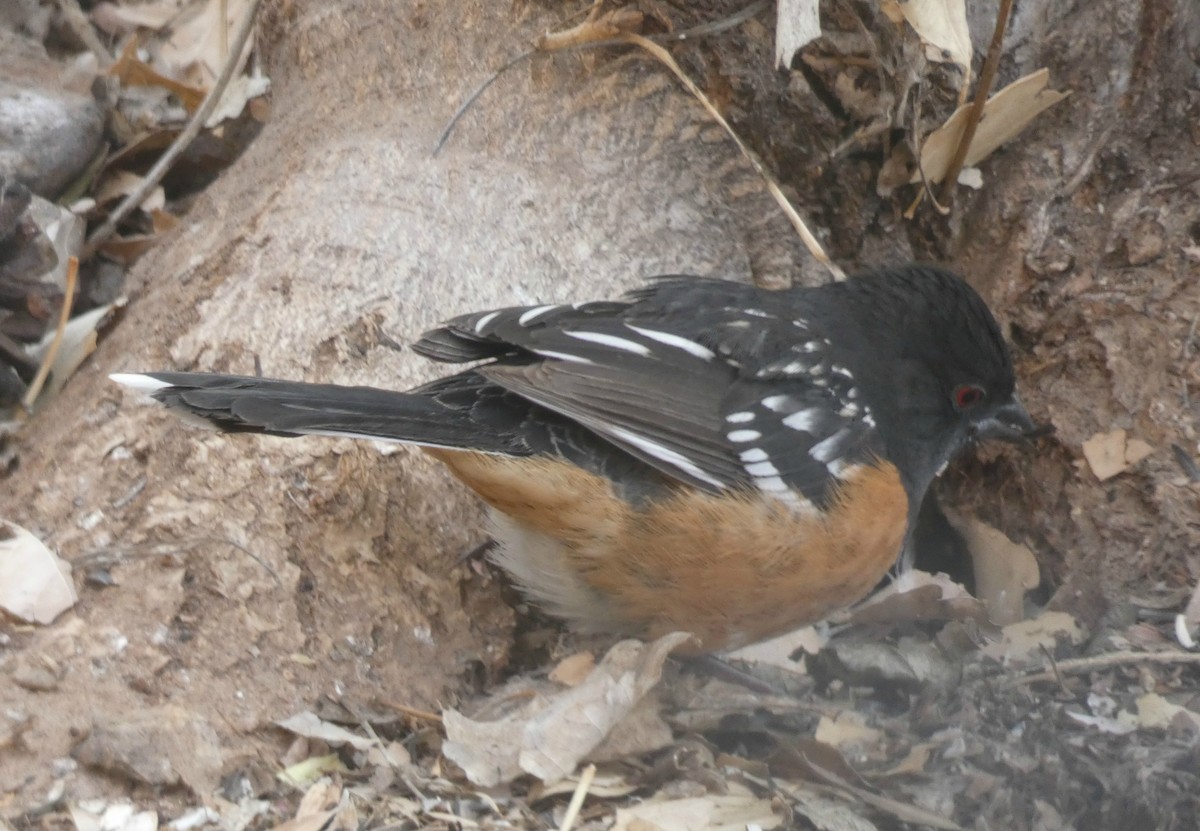 Spotted Towhee - Christopher Rustay