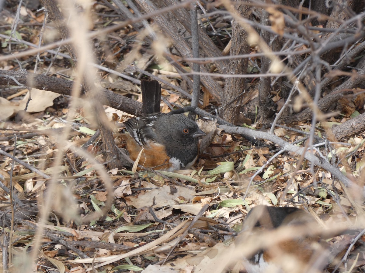 Spotted Towhee - Christopher Rustay