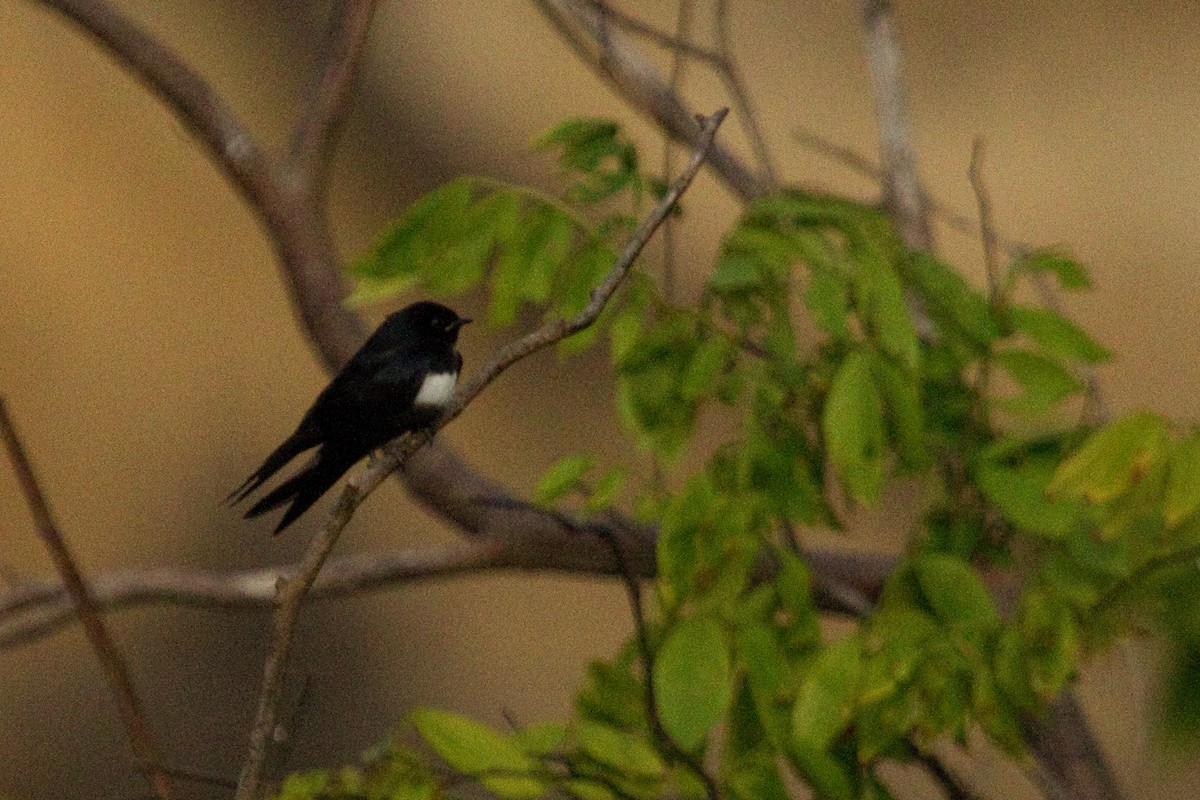 White-banded Swallow - ML82285021