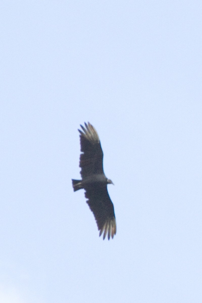 Black Vulture - ML82285191