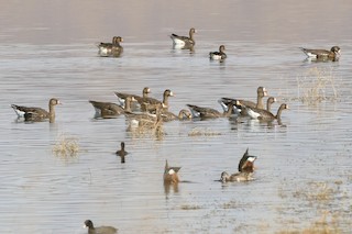 Greater White-fronted Goose, ML82285491
