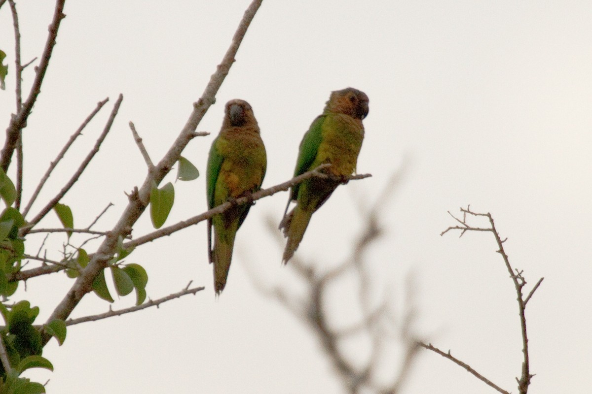 Brown-throated Parakeet - David Robichaud
