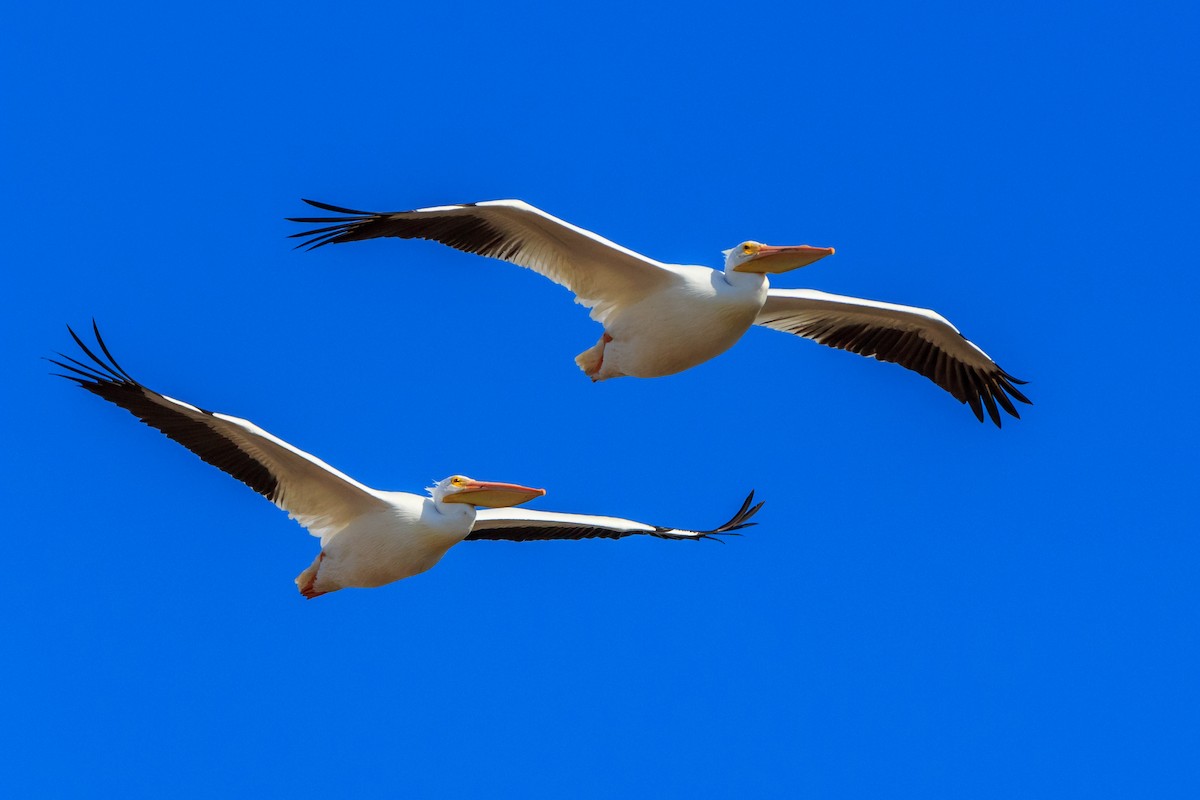 American White Pelican - Jamie B Wagner