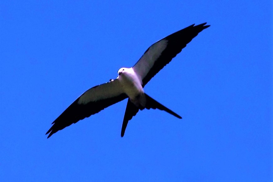 Swallow-tailed Kite - Hernán Álvarez