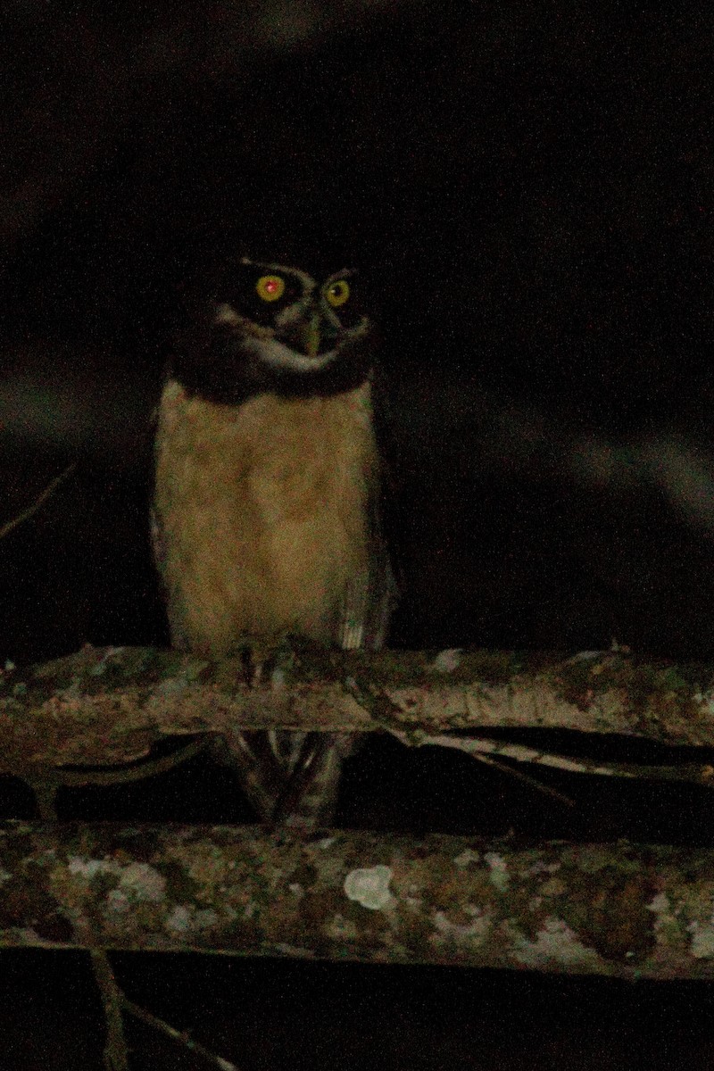 Spectacled Owl - ML82288811