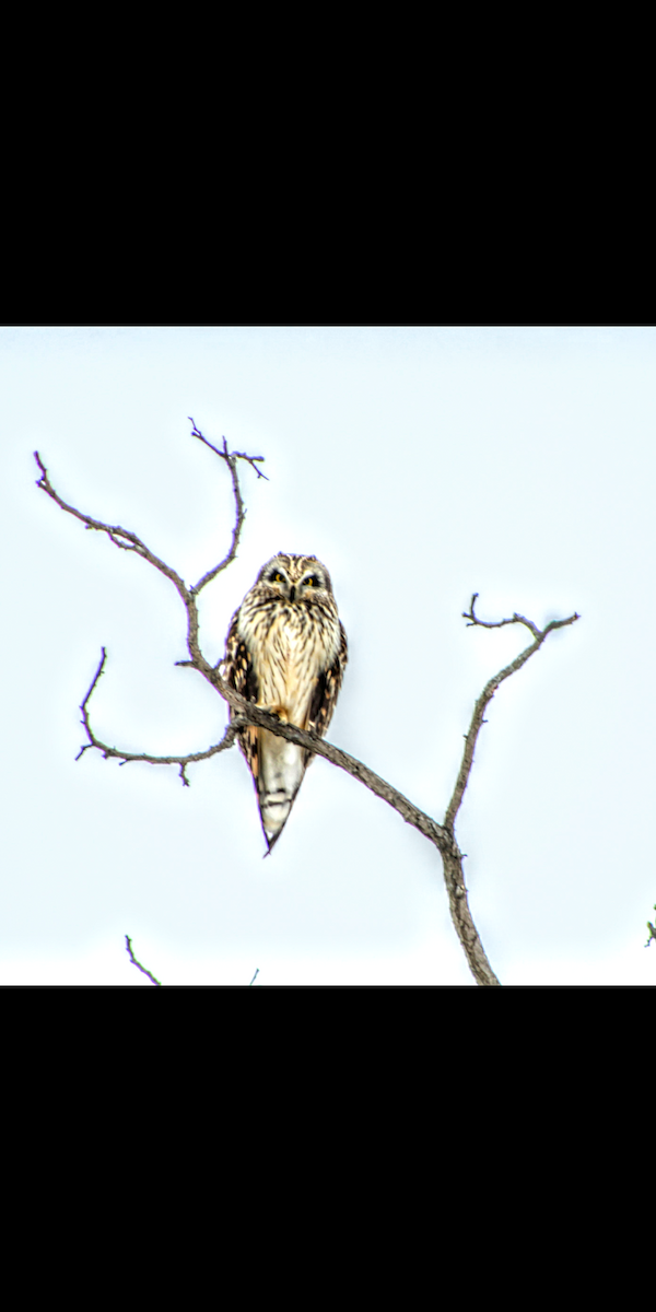 Short-eared Owl - ML82288901