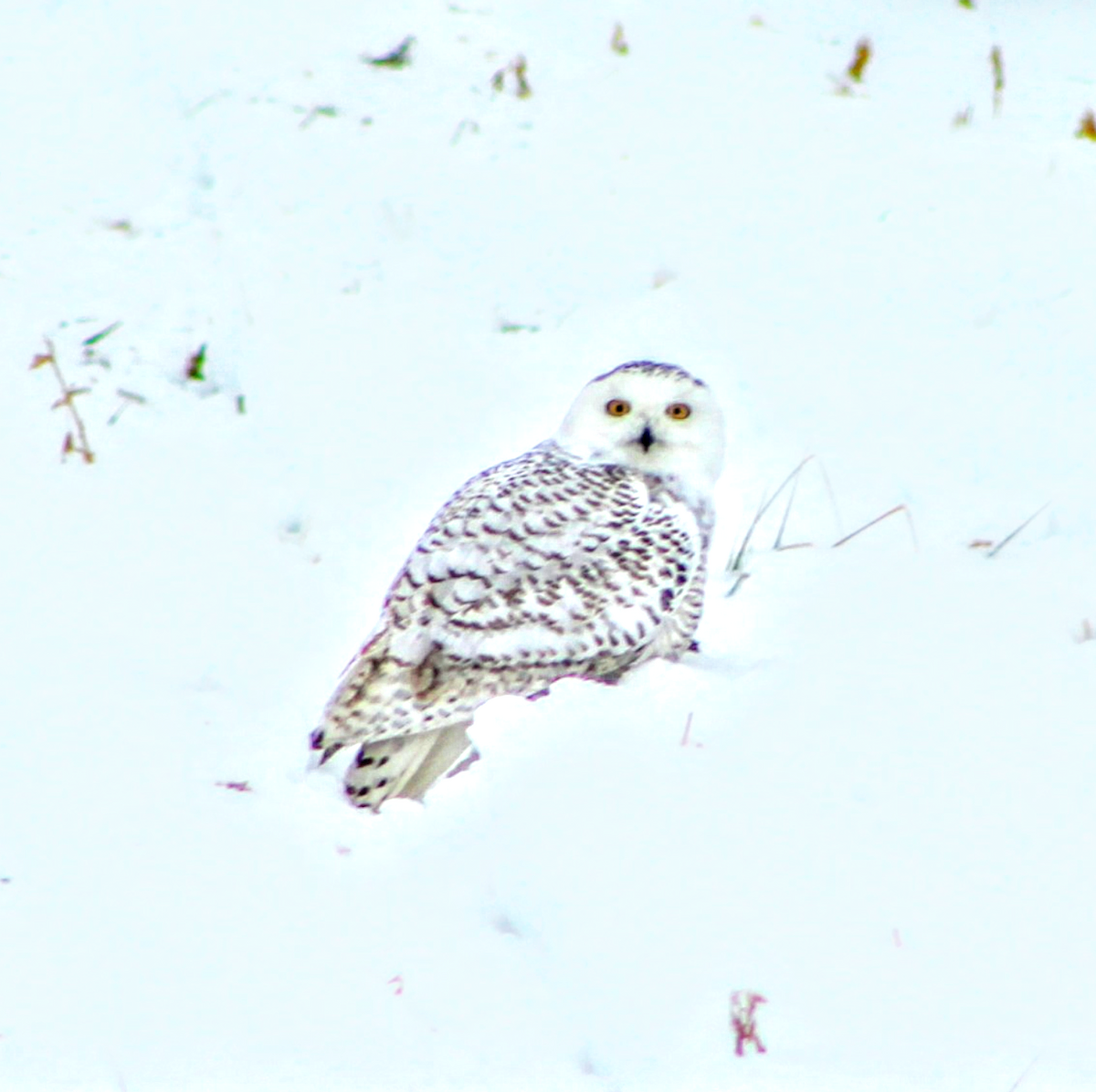 Snowy Owl - ML82288921