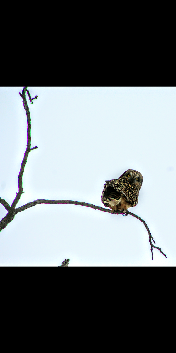 Short-eared Owl - ML82288931