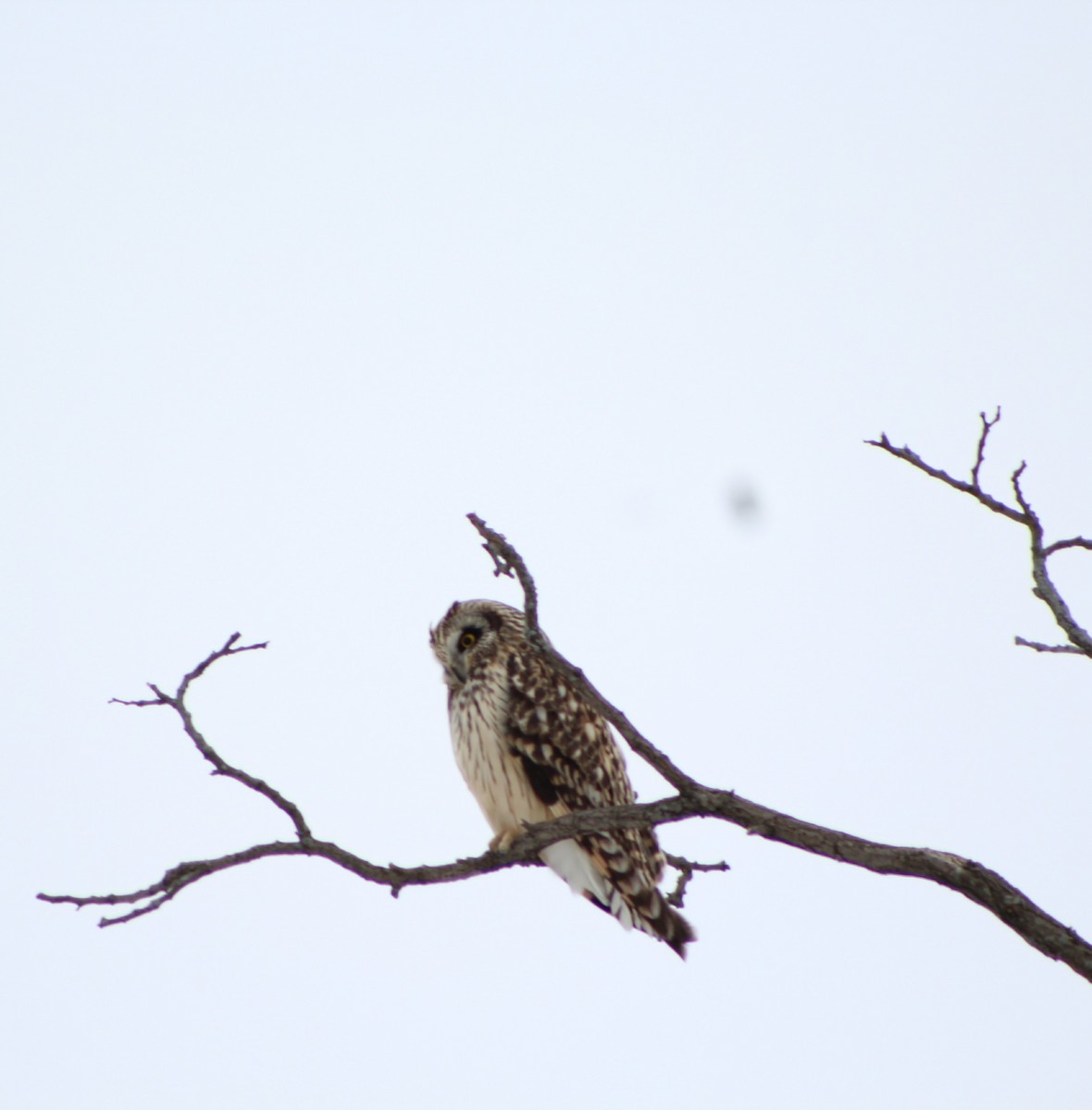 Short-eared Owl - ML82288981