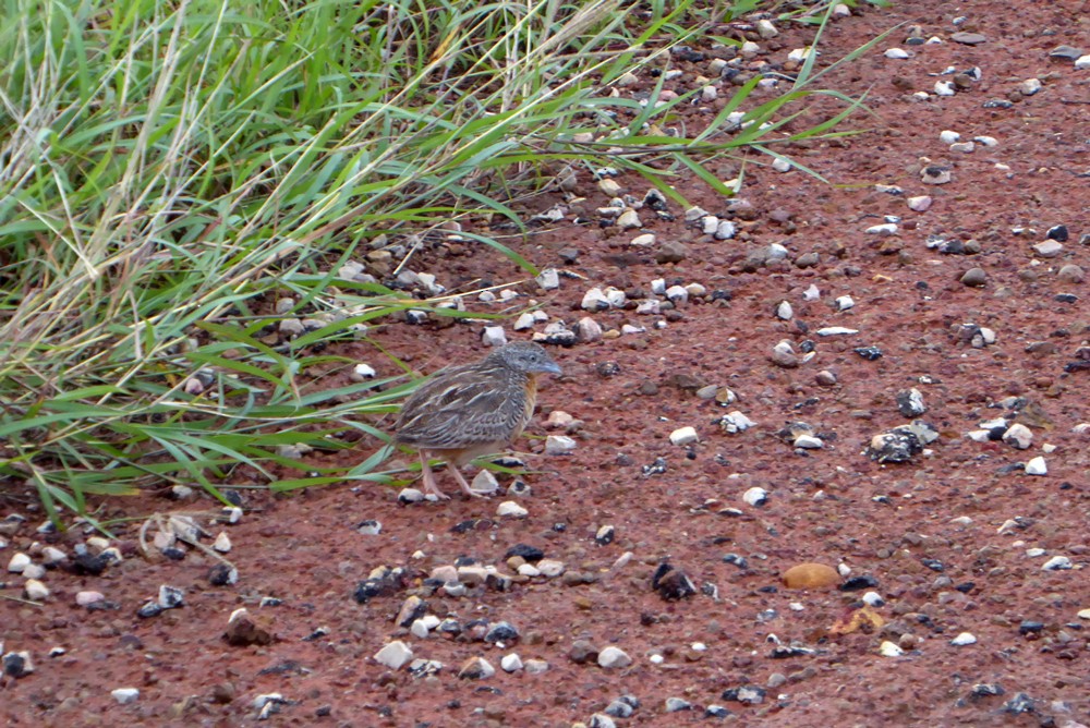 Red-chested Buttonquail - ML82289691