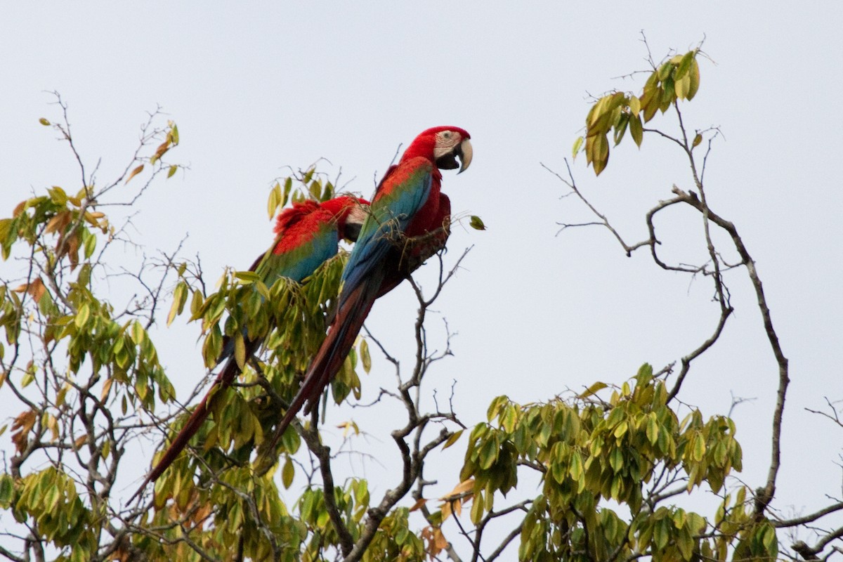 Red-and-green Macaw - ML82290251