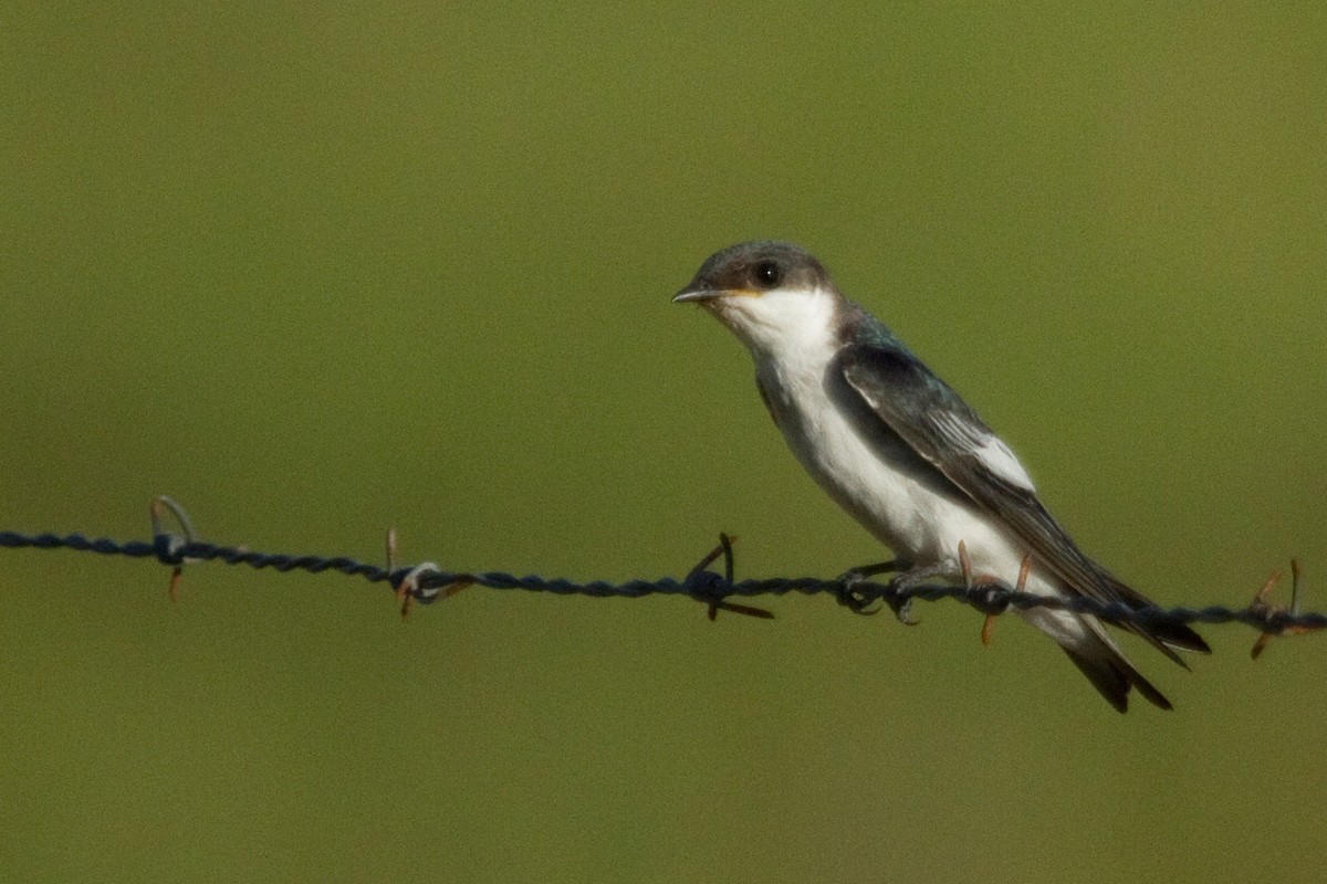 White-winged Swallow - ML82290671