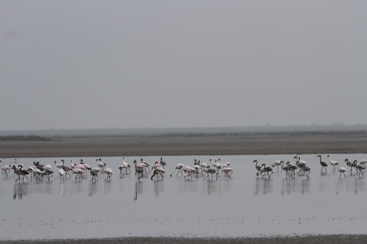 Lesser Flamingo - Vikas Madhav Nagarajan