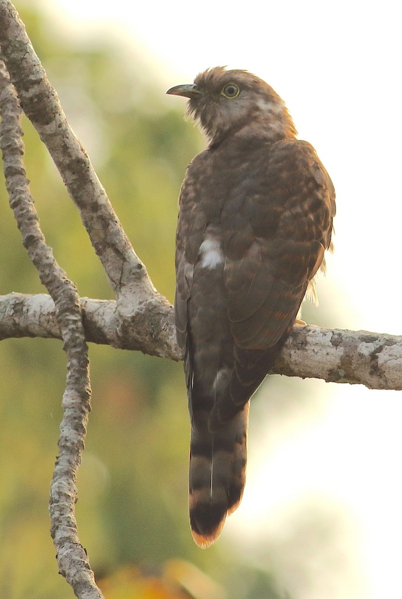 Common Hawk-Cuckoo - Savio Fonseca (www.avocet-peregrine.com)