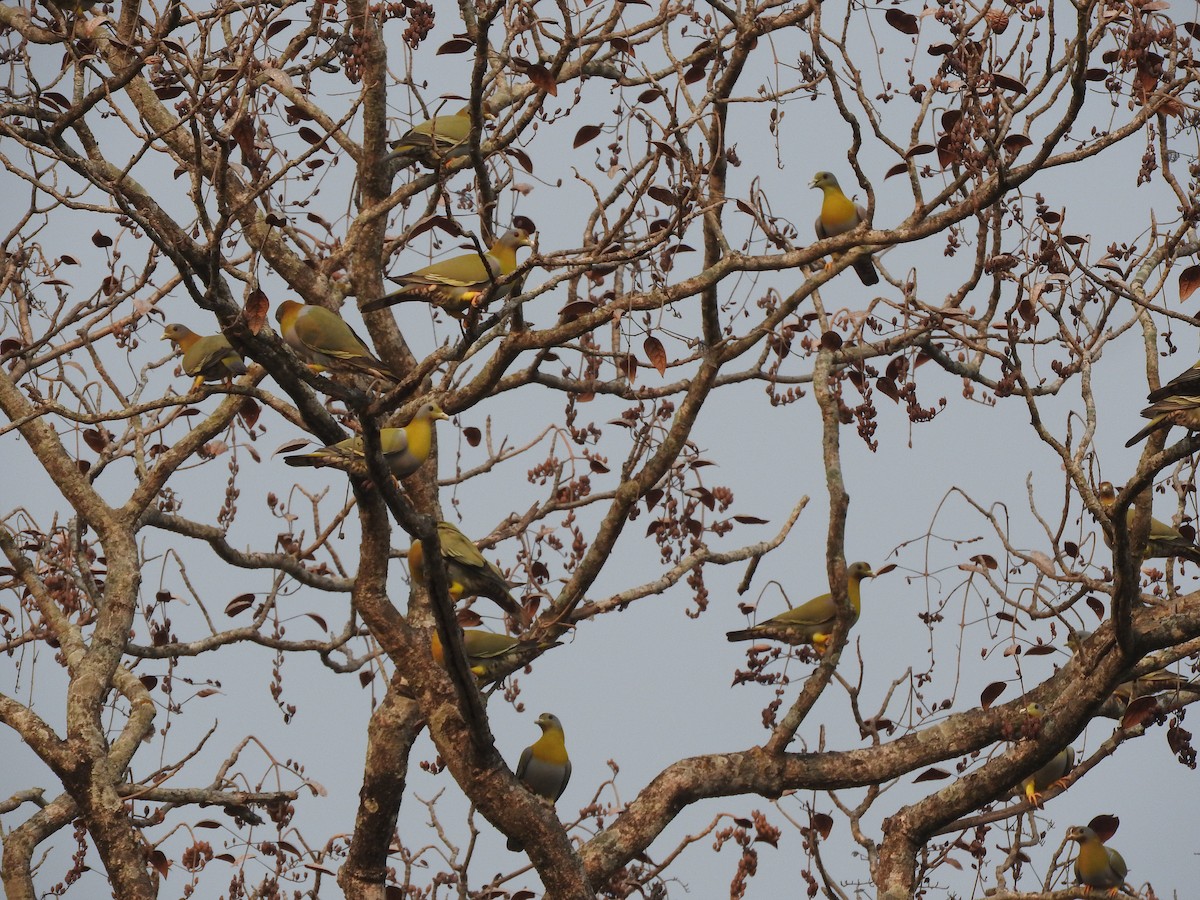 Yellow-footed Green-Pigeon - ML82293891
