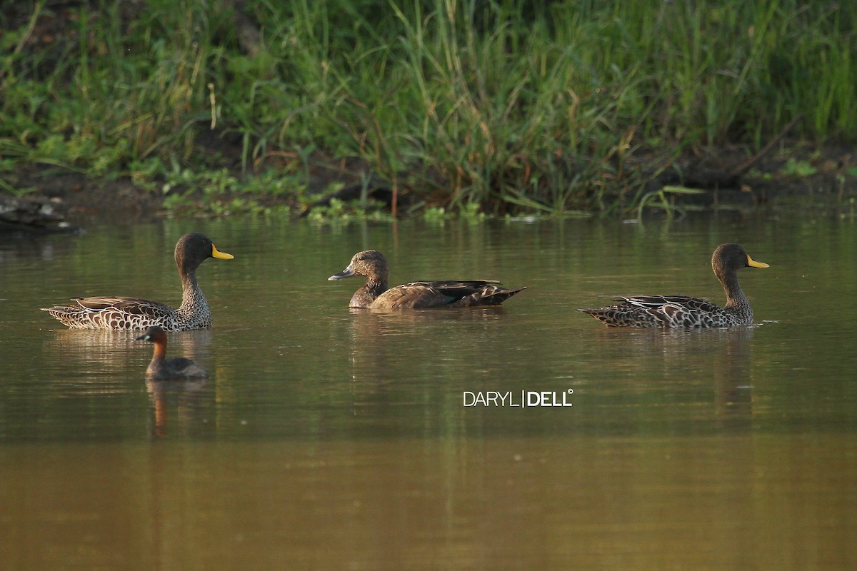 African Black Duck - Daryl Dell