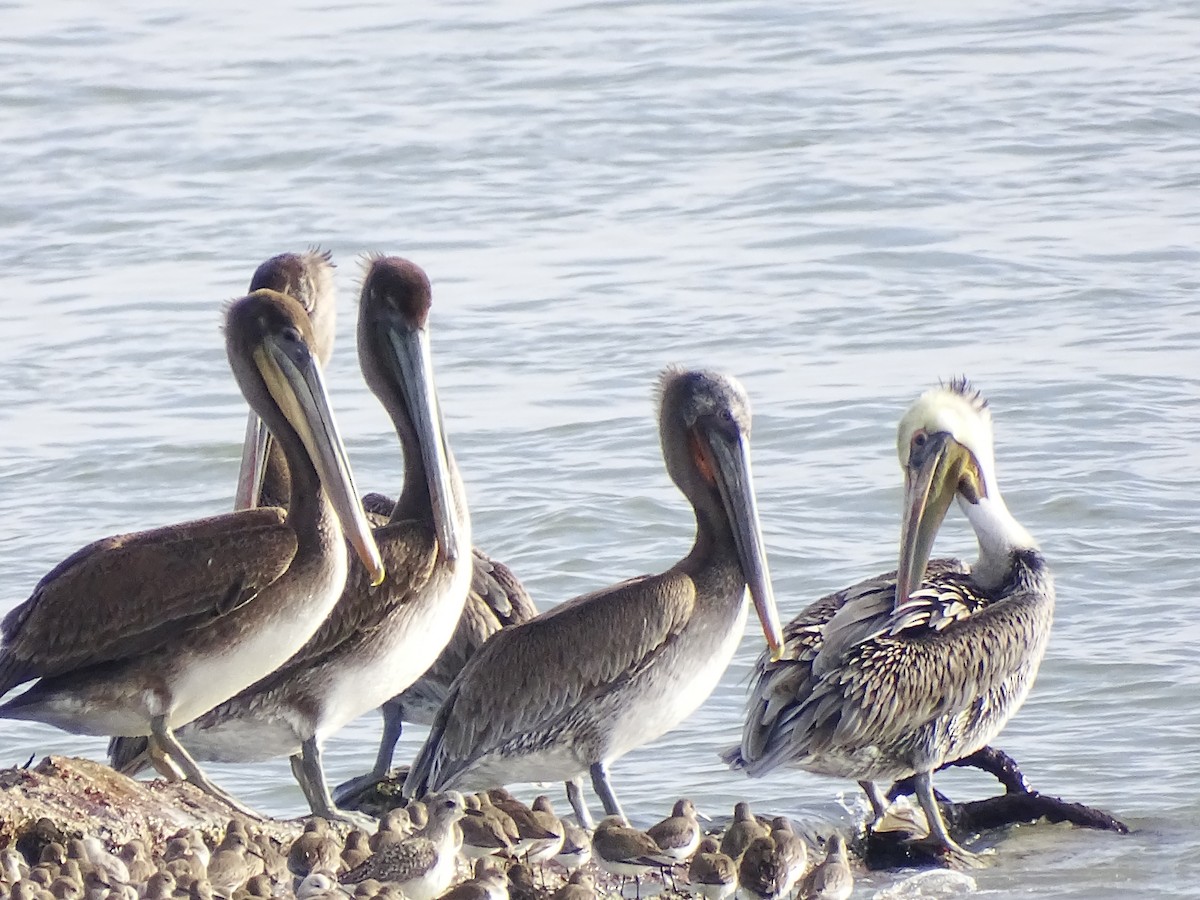 Brown Pelican - Anonymous