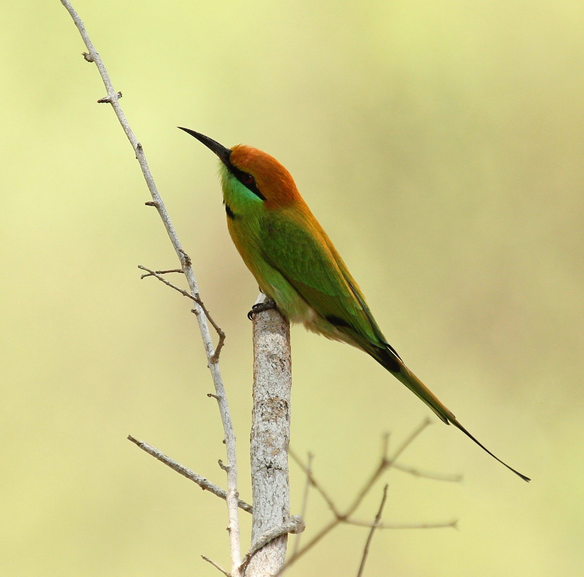 Asian Green Bee-eater - Andrey Vlasenko