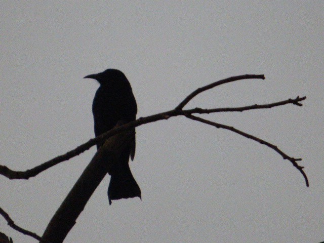 Hair-crested Drongo - ML82297391