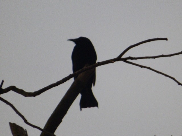 Hair-crested Drongo - ML82297401