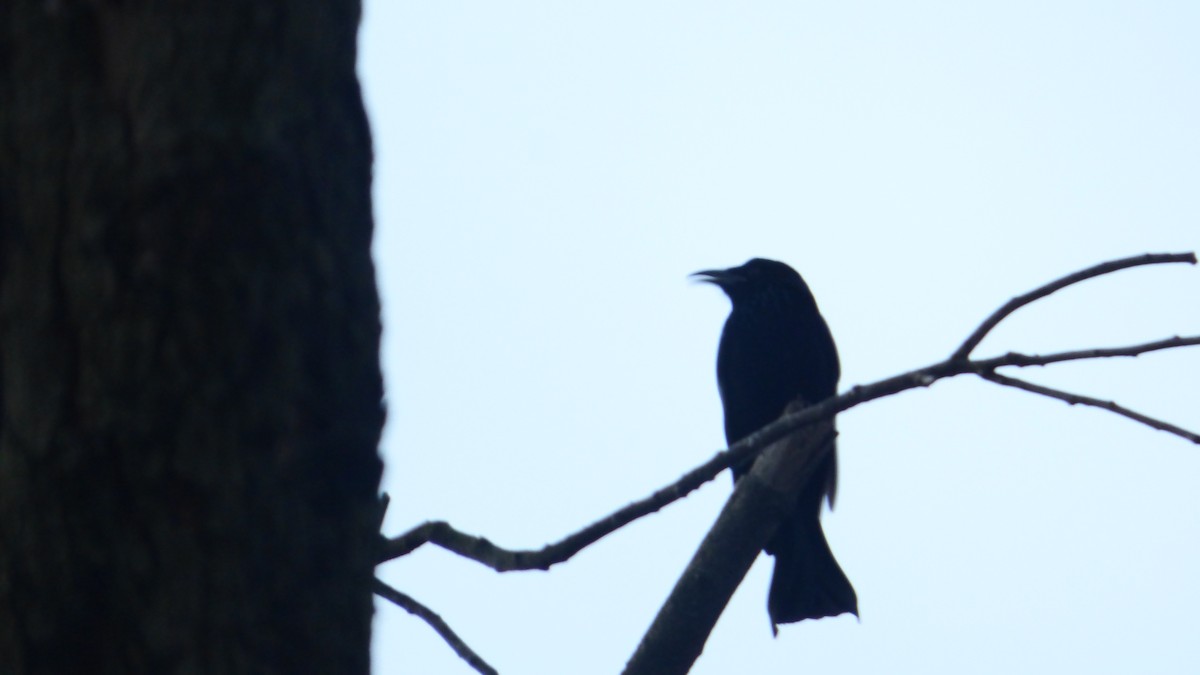 Hair-crested Drongo - ML82297421