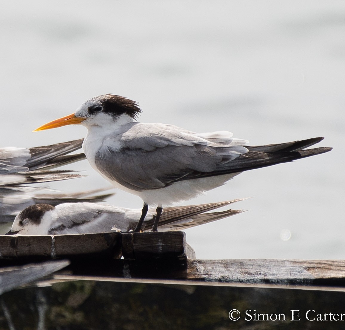 Lesser Crested Tern - Simon Carter