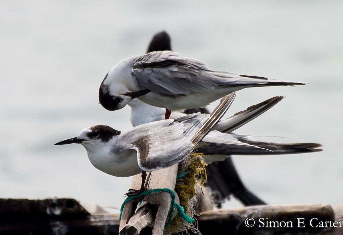 Common Tern - Simon Carter