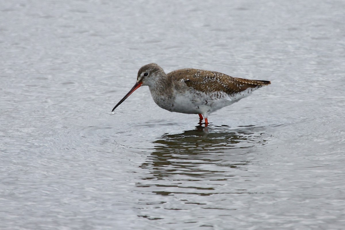 Spotted Redshank - ML82299891