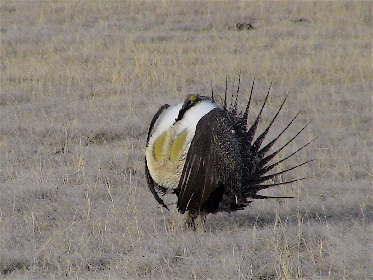 Greater Sage-Grouse - ML82300961