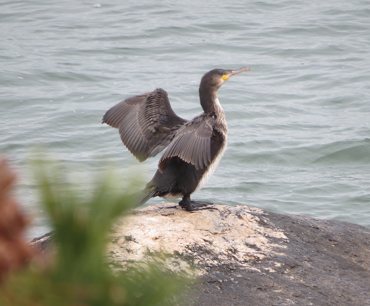 Great Cormorant - Patrice Domeischel