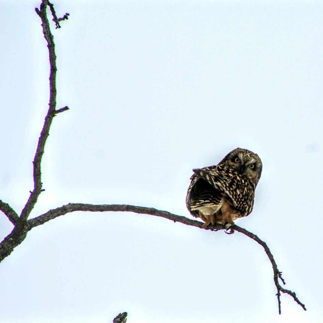 Short-eared Owl - ML82303411
