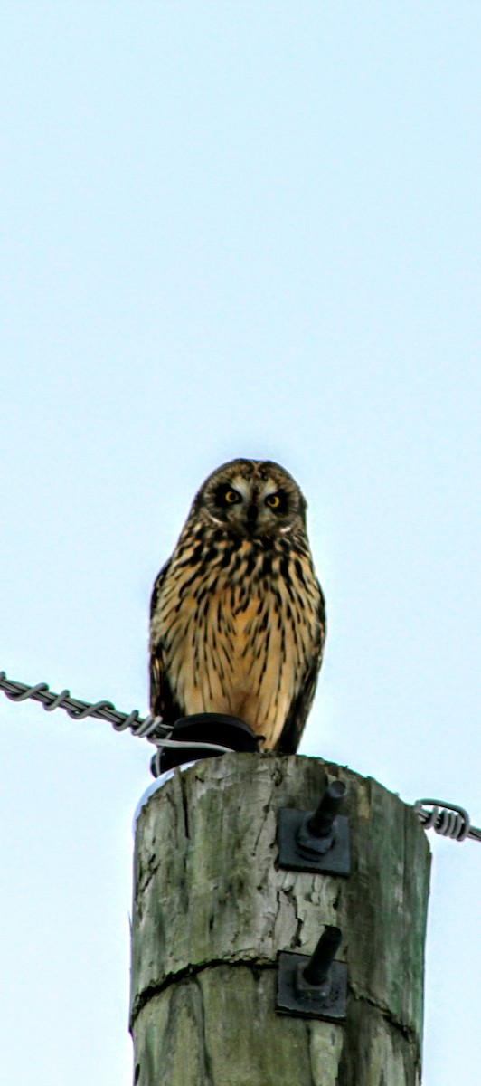 Short-eared Owl - ML82303421