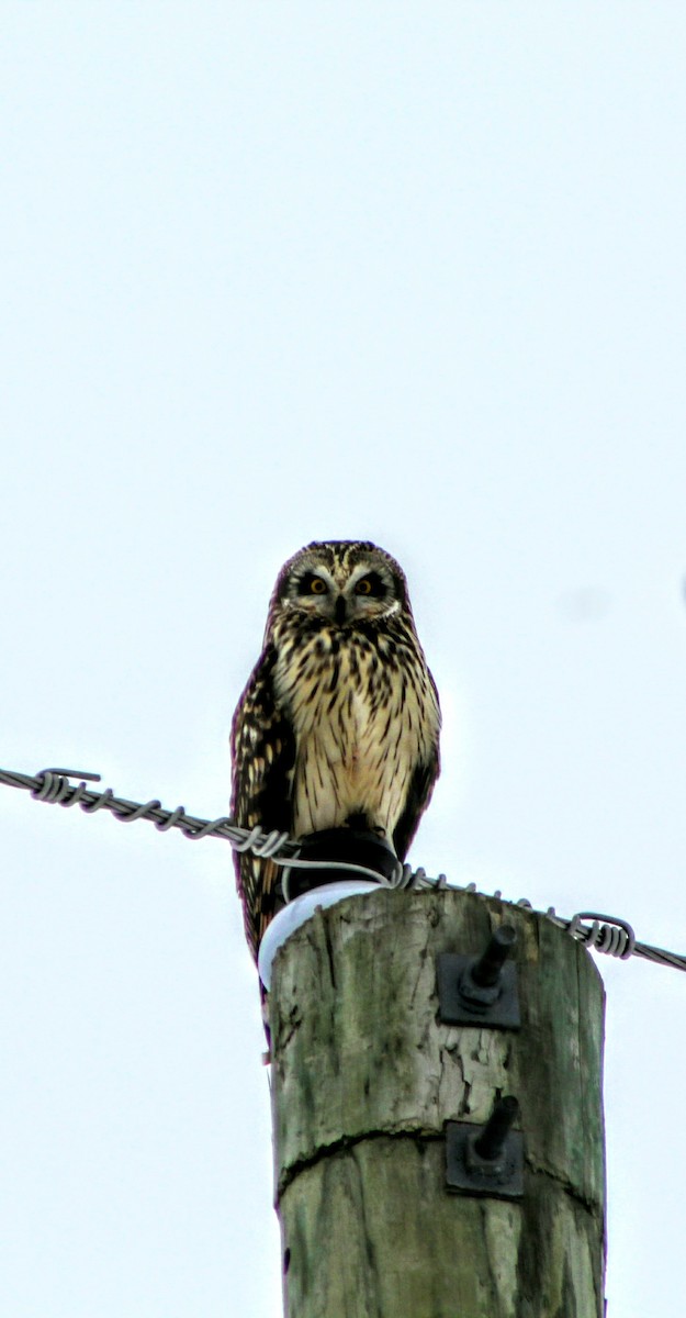 Short-eared Owl - ML82303441