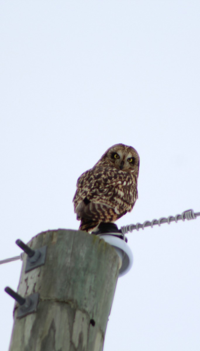 Short-eared Owl - ML82303451