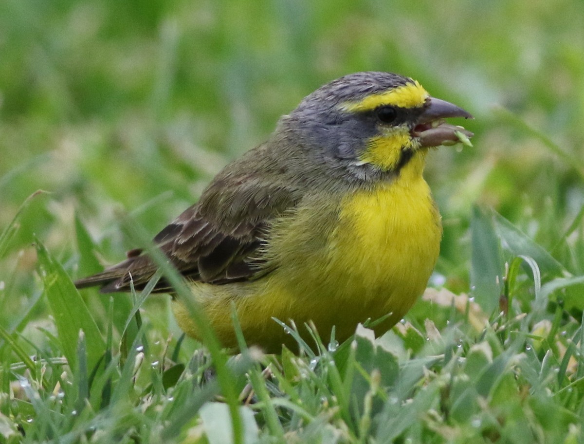 Yellow-fronted Canary - Derek Stokes