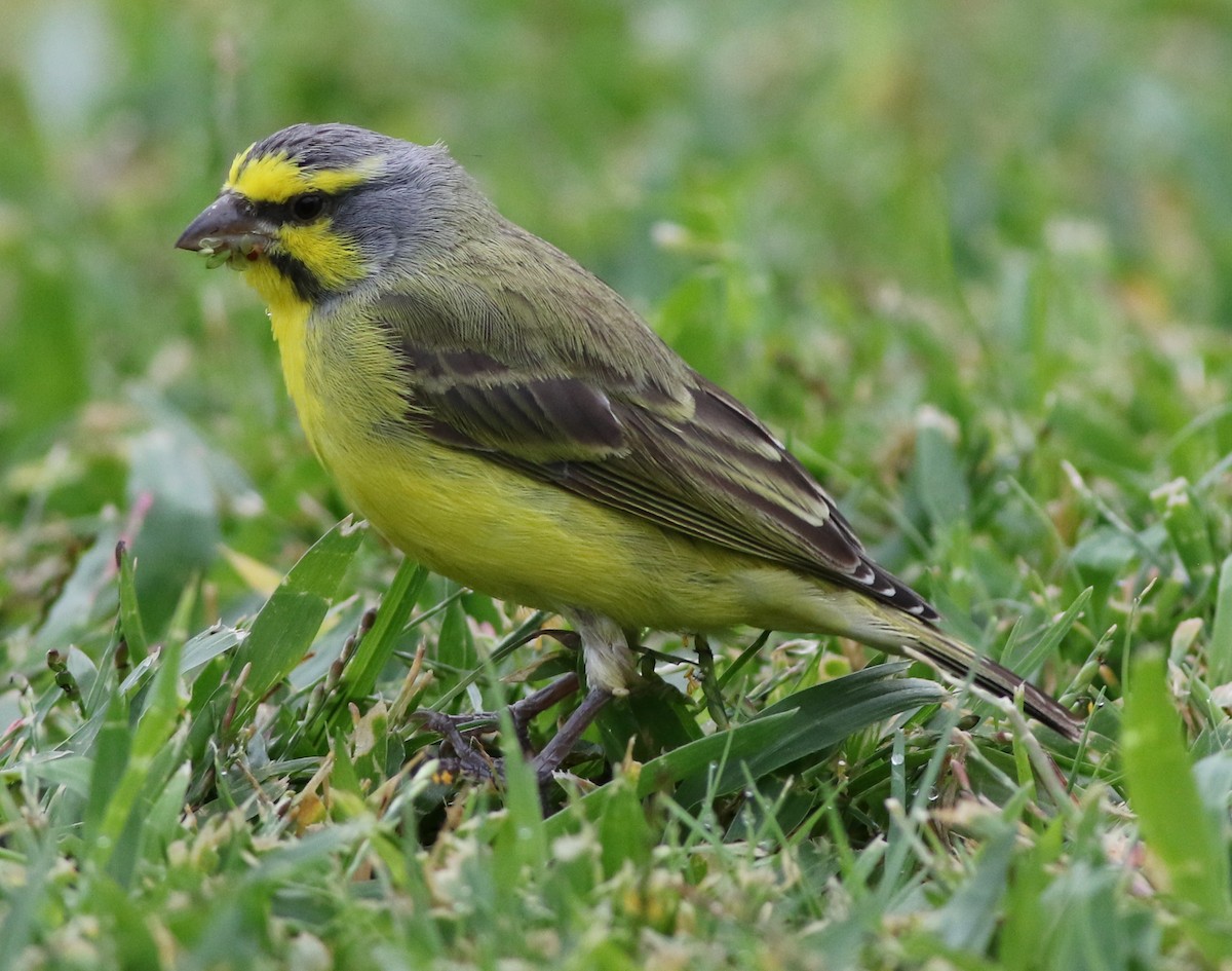 Yellow-fronted Canary - Derek Stokes
