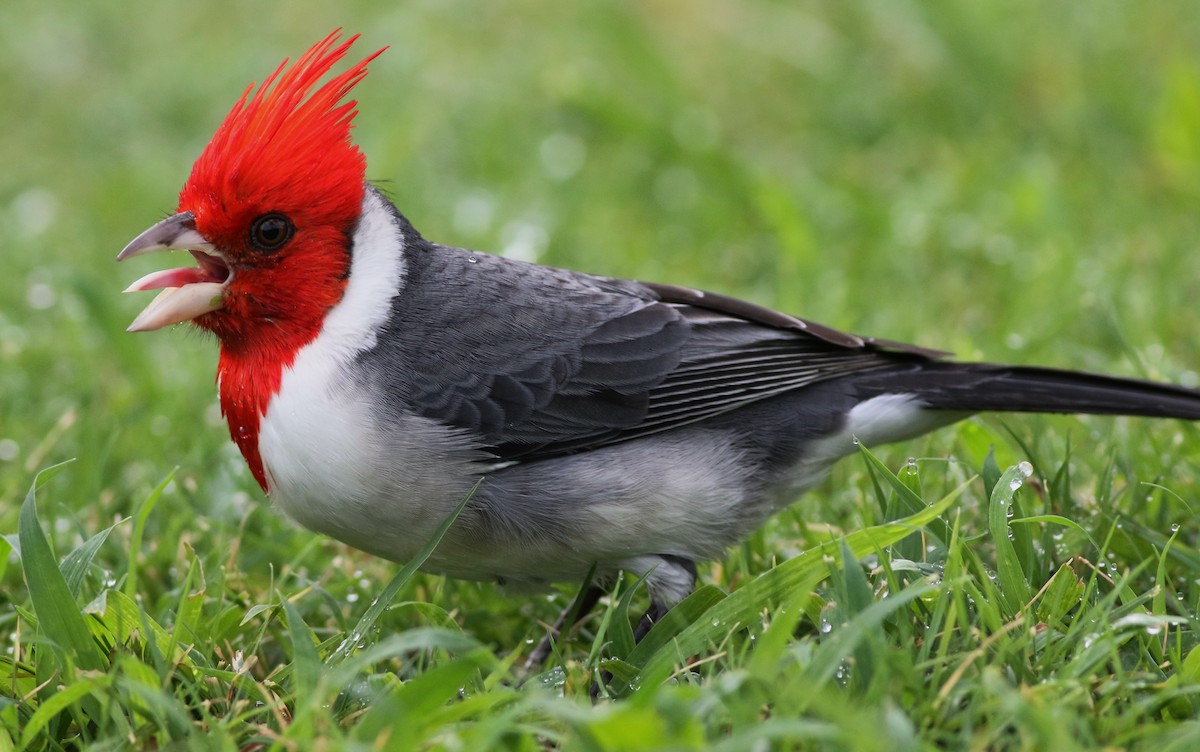 Red-crested Cardinal - Derek Stokes