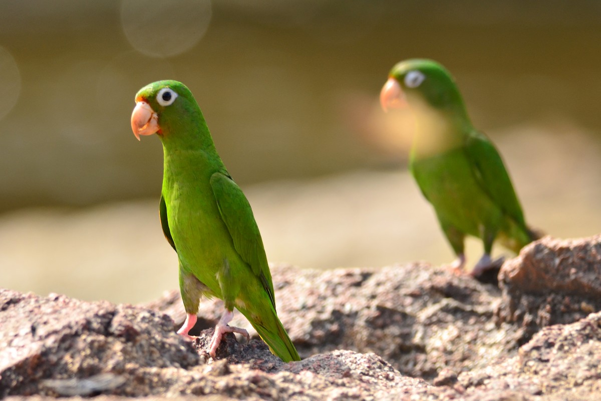 Golden-winged Parakeet - Luiz Moschini