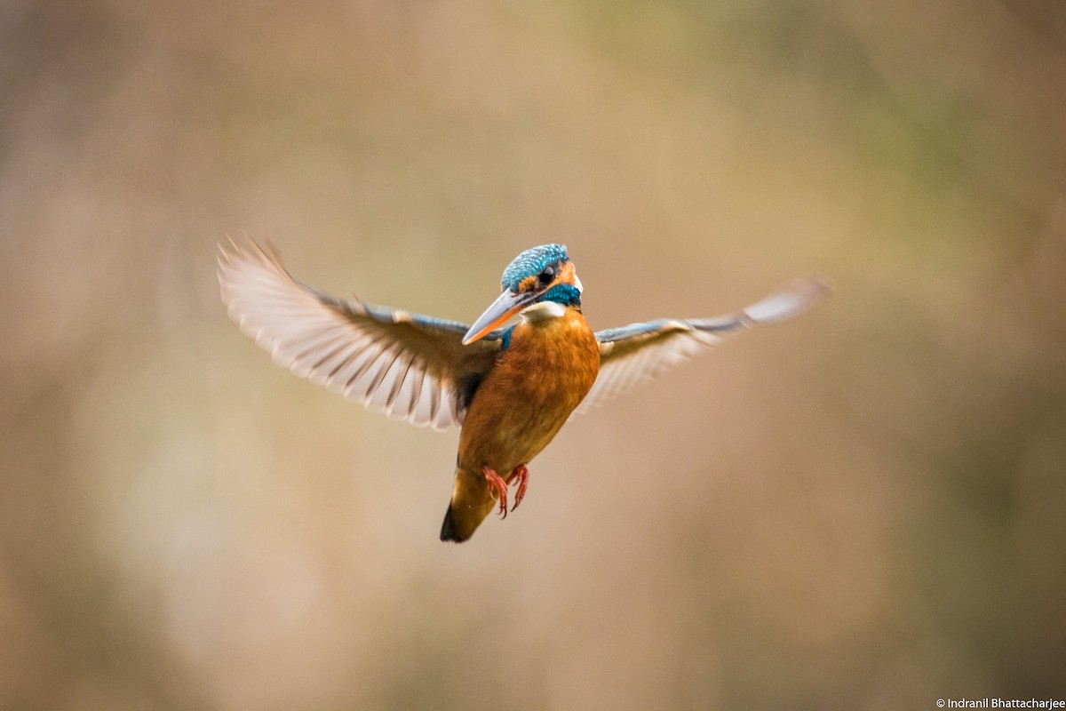 Common Kingfisher - Indranil Bhattacharjee