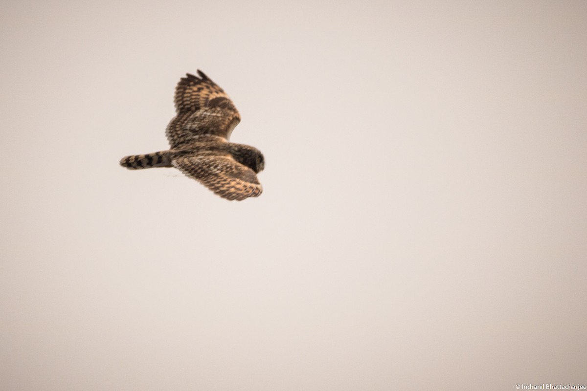 Short-eared Owl - Indranil Bhattacharjee